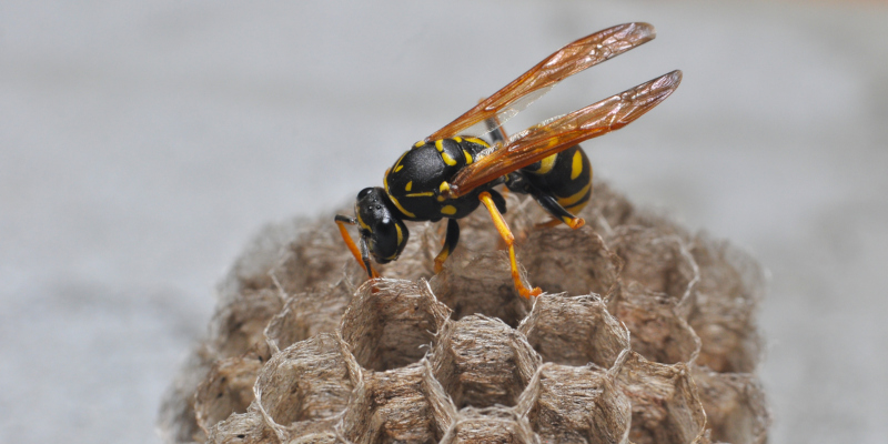 Wasp Removal in Lakeland, Florida