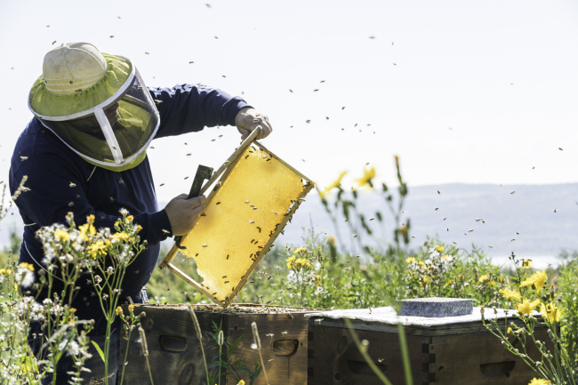 Save the Bees! Why Relocation Is an Important Part of Honey Bee Removal