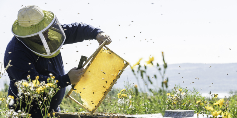 Honey bee removal can be done ethically and responsibly by a knowledgeable professional