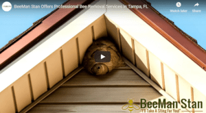 BeeMan Stan: We Meet All Your Bee Removal Needs in Tampa, FL