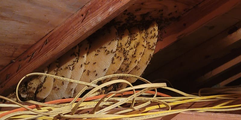 Bee Removal