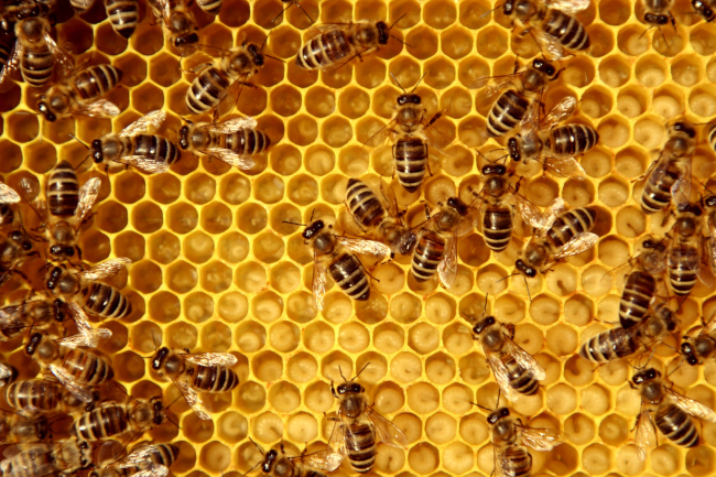 Save the Bees with Proper Honey Bee Removal