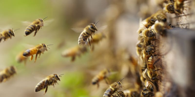 combat a bee problem
