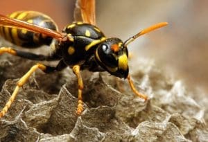 Wasp removal can be hard work
