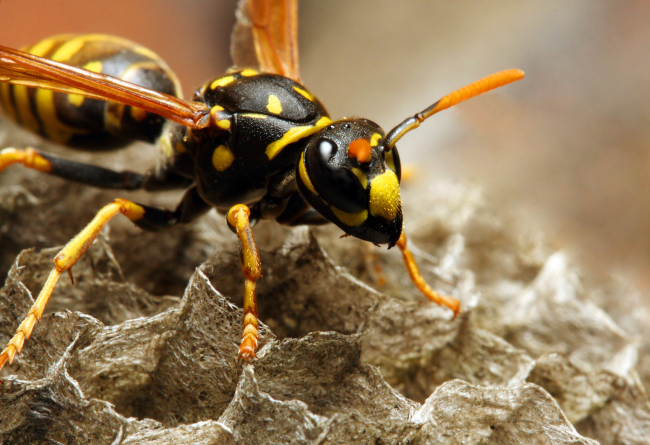 Get Rid of Wasps for Good with Wasp Removal