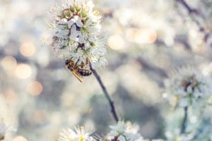 A Bee-Lovers Guide to Bee Removal