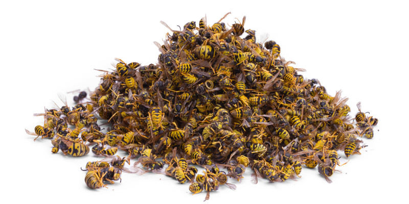 Bee Control: Do It Yourself or Hire a Professional?