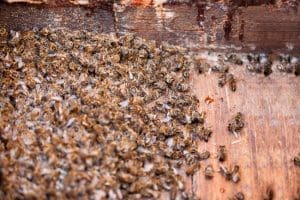 In Need of Bee Pest Control? How to Hire a Professional