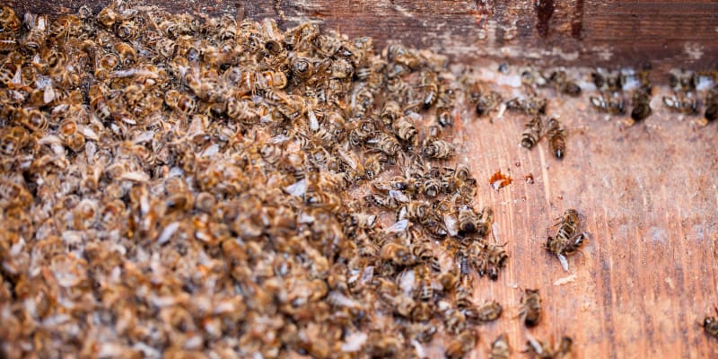 In Need of Bee Pest Control? How to Hire a Professional