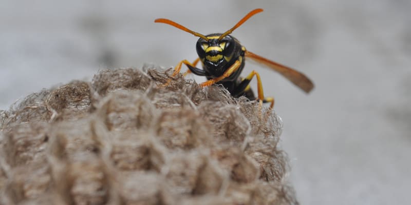 Top 3 Tips for Hornet Removal