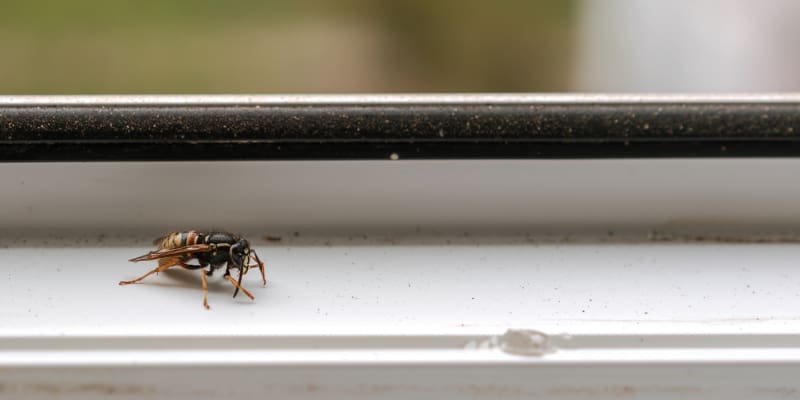 professional bee removal service to take care of the problem