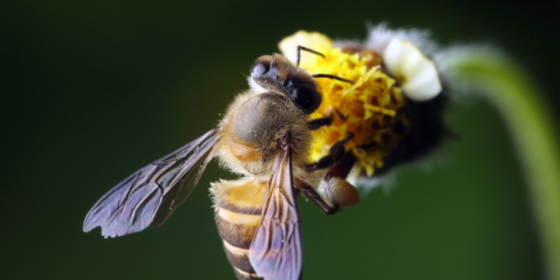 reasons will inspire you to invest in bee removal