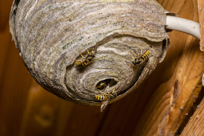 Wasp Nest Removal: What Not to Do