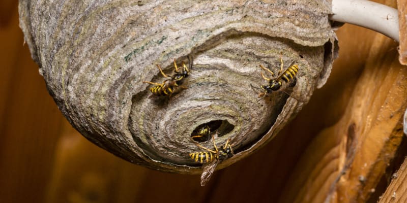 Always call a professional to handle your wasp nest removal