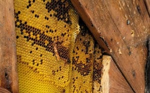 Honey Bee Removal: How to Evict the Bees Without Killing Them
