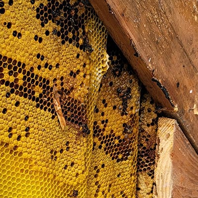 Honey Bee Removal: How to Evict the Bees Without Killing Them