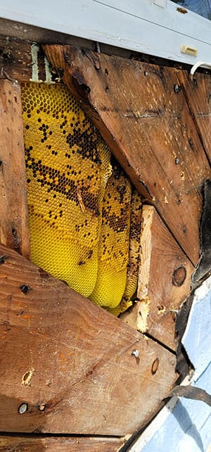Honey Bee Removal: How to Evict the Bees Without Killing Them