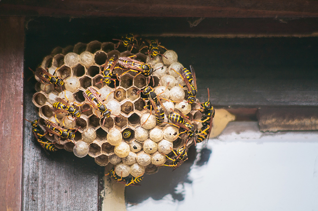 Why Wasp Nest Removal Should be Left Up to the Professionals