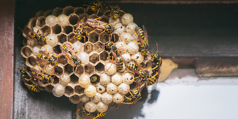 Why Wasp Nest Removal Should be Left Up to the Professionals