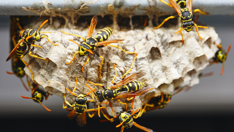 Hornet Removal: Dos and Don’ts