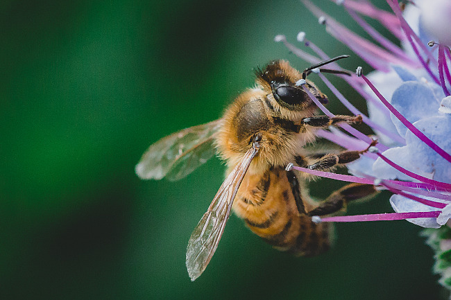 Honey Bee Removal: How to Safely Relocate Honey Bees Without Harming the Hive