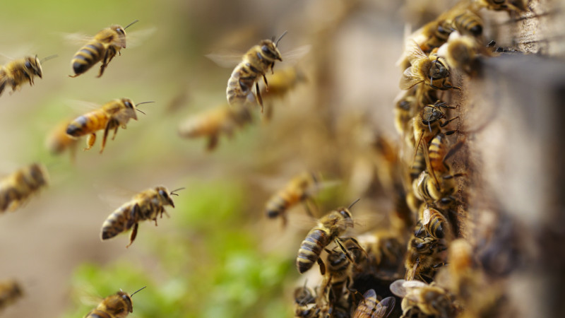 Do You Have a Bee Problem? Here’s How We Can Help