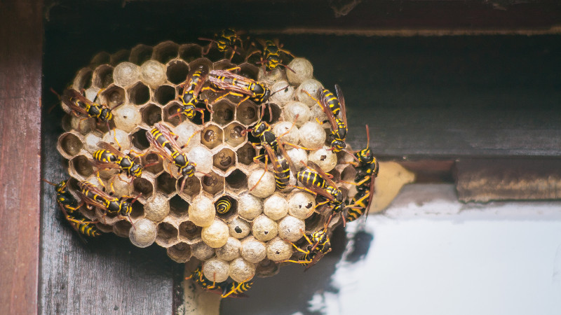 Wasp Control: The Best Ways to Remove Wasps for Good