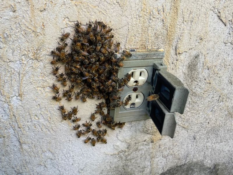 Professional Bee and Wasp Removal