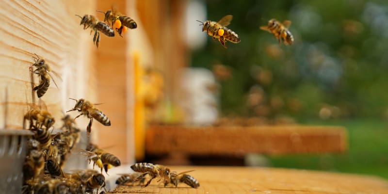 3 Reasons You Should Hire a Bee Removal Service
