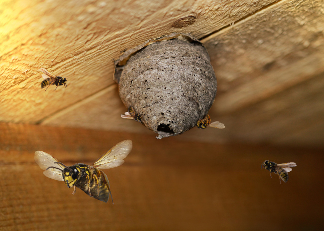 Why You Should Leave Wasp Removal to the Pros