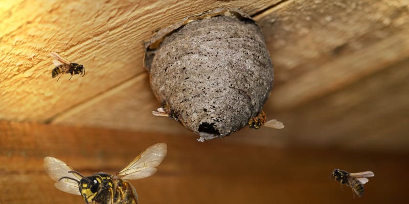 Why You Should Leave Wasp Removal to the Pros