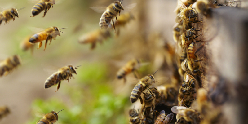 Three Signs You Have a Bee Problem