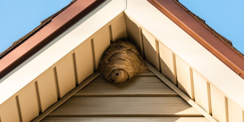 3 Tips to Help with Hornet Removal