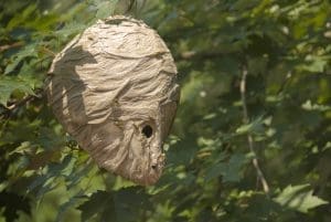 Hornet Nest Removal is Best Left to the Professionals