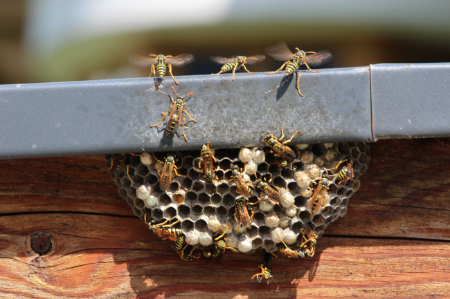 Better Safe Than Sorry: Leave Wasp Control Up to Experienced Professionals!
