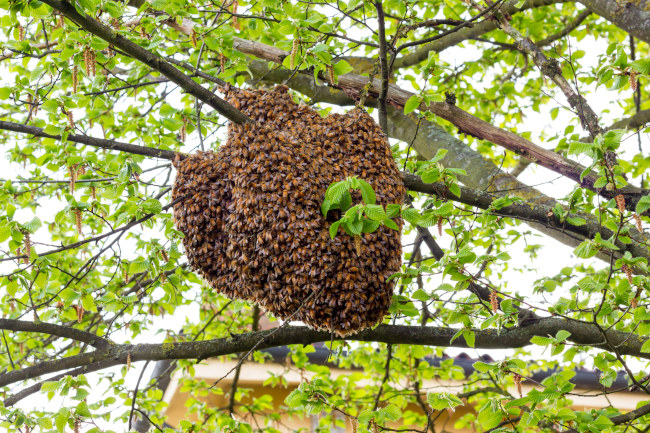 Live Honey Bee Removal is Environmentally Necessary
