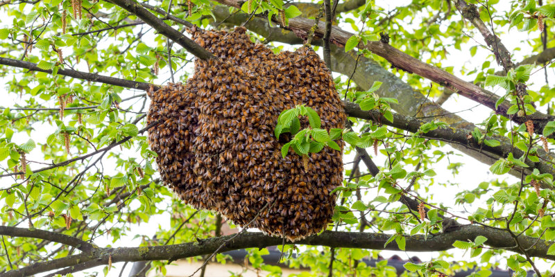 Live Honey Bee Removal is Environmentally Necessary