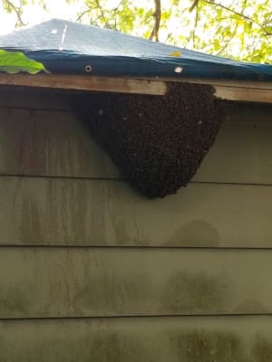 These Signs Indicate That You Have a Bee Problem