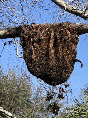 The Importance of Live Honey Bee Removal