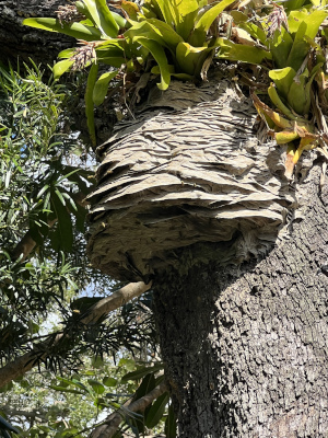 Yellow Jacket Nest Removal: Why is it Necessary?