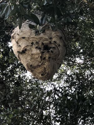Wasp Nest Removal Should Be Left to The Pros