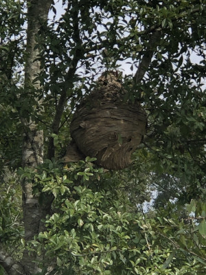 The Don'ts of Hornet Nest Removal