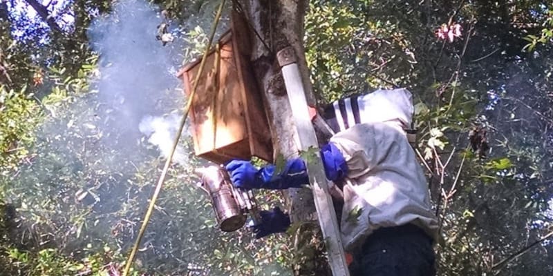 Bee Removal Service in Lakeland, Florida