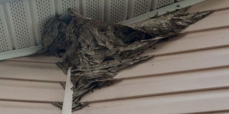 Bee Problem in Lakeland, Florida
