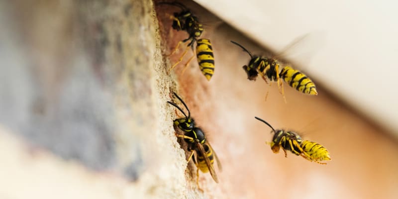 Wasp Removal: How to Stay Safe While You Wait for Professionals