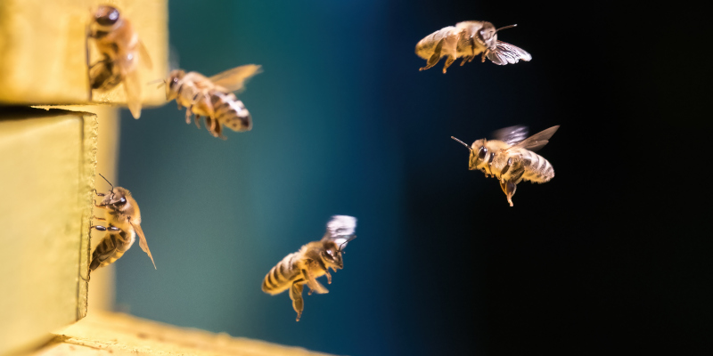 3 Essential Steps in Successful Bee Removal