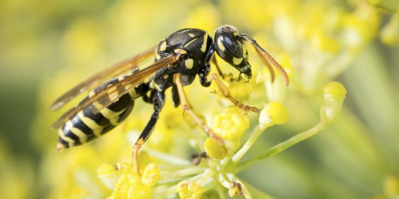 What You Should Know About Yellow Jacket Removal