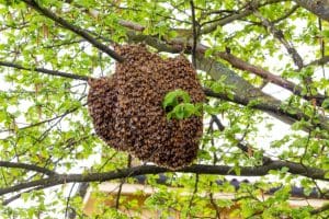 Beehive Removal 101: Common Places to Find a Colony