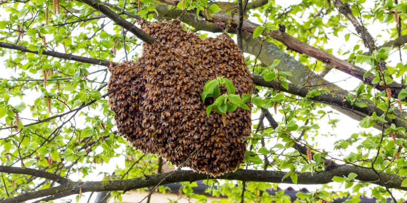Beehive Removal 101: Common Places to Find a Colony