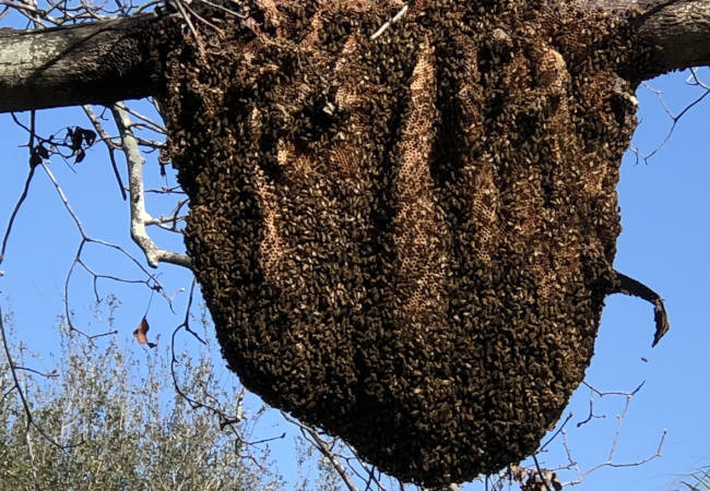 The Importance of Live Honey Bee Removal